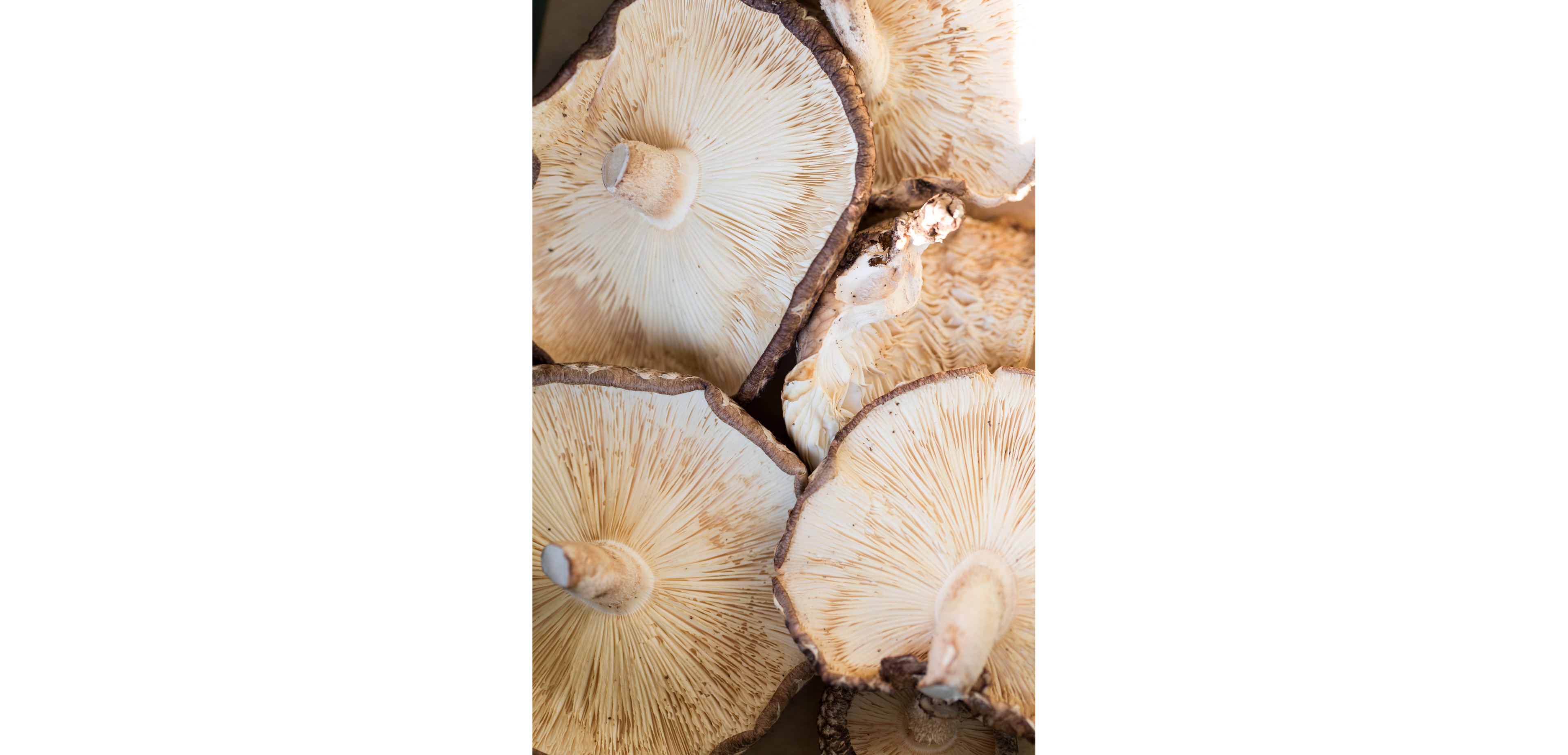 Organic 20:1 Shiitake Mushroom Extract
