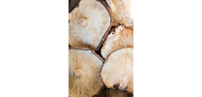 Organic 20:1 Shiitake Mushroom Extract